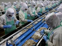 Seafood processing firms lack materials