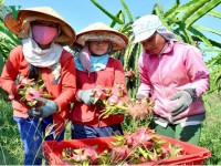 Vietnam’s hi-tech path towards top quality agriculture