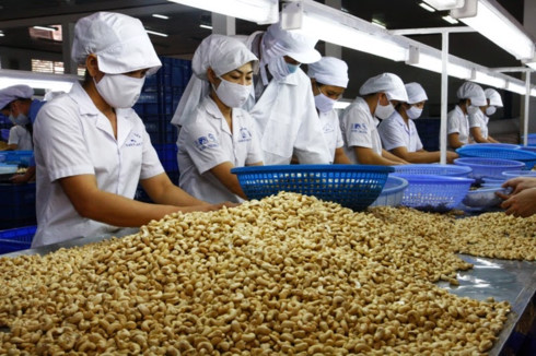 cashew nut exports up 17 in first half of 2018