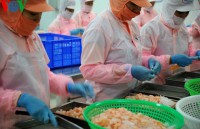 china bans shrimp imports from ecuador an opportunity for vietnamese shrimps
