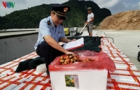 Fresh lychee exports through border gates plummet