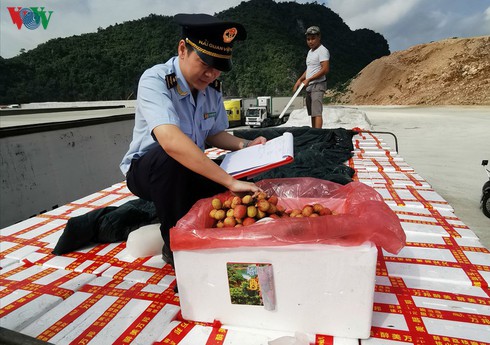 fresh lychee exports through border gates plummet