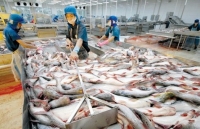Tra fish exports to EU see a sharp fall due to COVID-19