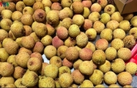 First batch of Vietnamese fresh lychees arrives in Japan