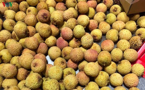 first batch of vietnamese fresh lychees arrives in japan