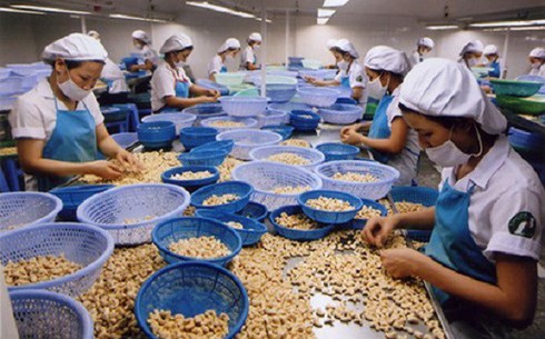 cashew export prices suffer drop to low levels