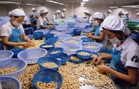 cashew export prices suffer drop to low levels