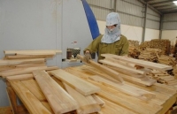 Trade defence investigations into wood products on the rise