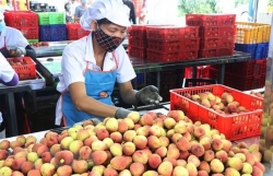 Vietnam sees surge in farm produce exports to China