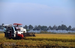 Vietnam holds first national dialogue on food systems