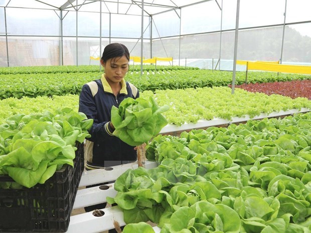 Nearly 36 percent of public investment for agriculture disbursed in six months hinh anh 1