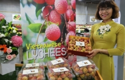 Vietnamese lychee becomes “hot item” in Australia
