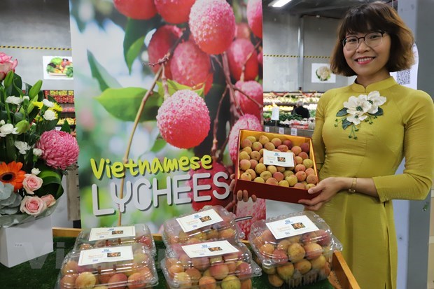 Vietnamese lychee becomes “hot item” in Australia hinh anh 1