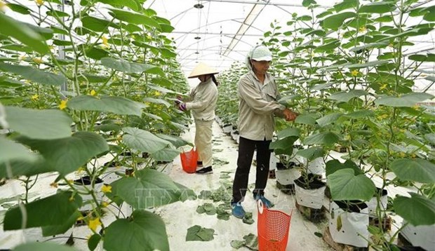 Ministry expects new policies for farm economic development hinh anh 1