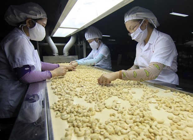 Cashew industry faces huge challenges hinh anh 1