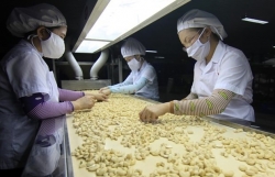 Cashew industry faces huge challenges