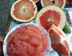 Ninh Thuan"s grapefruit receives code to export to US