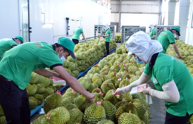 Durian, coconut expected to join “1-billion-USD” club of exports