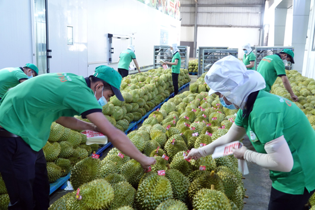 Durian, coconut expected to join “1-billion-USD” club of exports hinh anh 1
