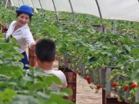 Japan eyes TPP investment in Vietnam agriculture