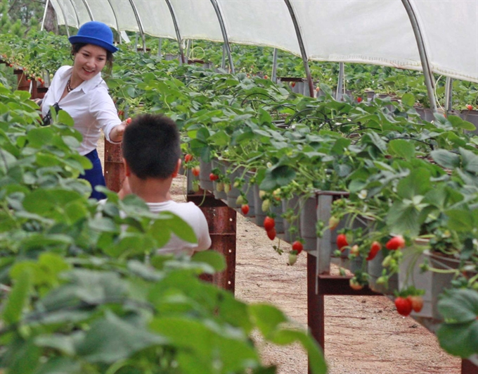 japan eyes tpp investment in vietnam agriculture