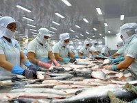 Vietnam fishers losing US catfish market