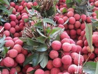 Prices of Luc Ngan lychees hit record high