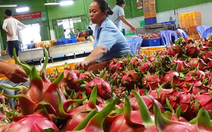 vietnams export fruits quotexpensive as goldquot