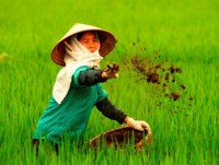 Vietnam wastes at least US$1 billion yearly on over fertilisation