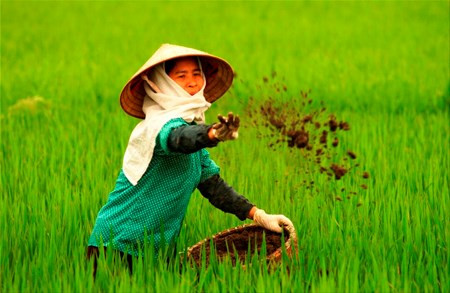 vietnam wastes at least us 1 billion yearly on over fertilisation