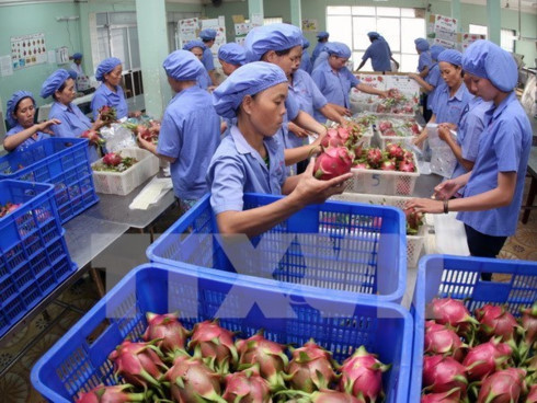 vietnam sees feasible us 3 billion export of fruits vegetables