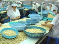 Cashew nut farmers struggle to profit from fruits of their labour