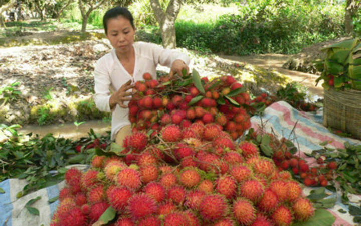 new zealand closer to allowing fresh rambutan imports