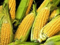 Corn demand expands, imports show steady growth