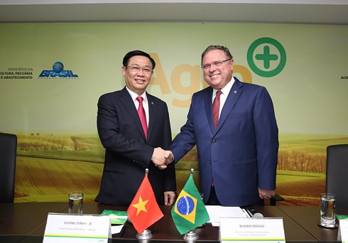 vietnam brazil cement multifaceted cooperation