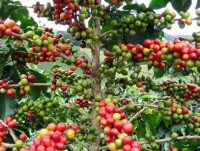 Value of coffee exports to Indonesia soars