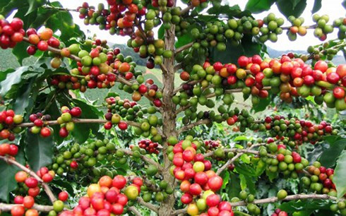 value of coffee exports to indonesia soars