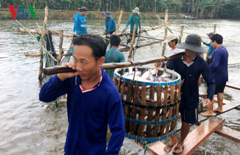 prices of tra fish plunge breeders suffer huge losses