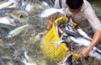 Tra fish exports see downward trajectory