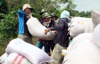 Vietnam exports nearly 3.5 million tonnes of rice in six months