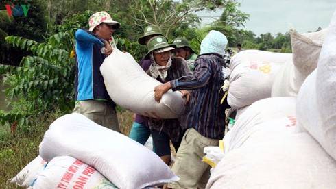 vietnam exports nearly 35 million tonnes of rice in six months