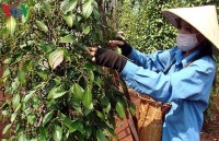 Impact of COVID-19 sees pepper export prices plummet