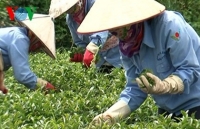 Tea exports enjoy robust growth despite COVID-19 threat