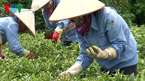 tea exports enjoy robust growth despite covid 19 threat