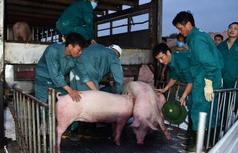 Thailand moves to reduce pork exports to Vietnam