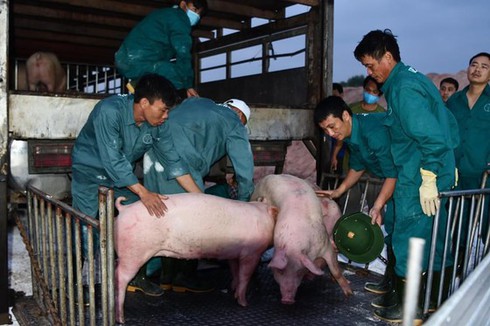 thailand moves to reduce pork exports to vietnam