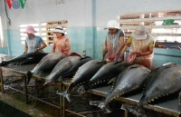 Gloomy prospects ahead for tuna exports to major markets