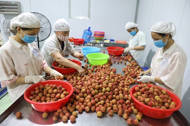 Bac Giang earns over 296 million USD from lychee sales in 2021 crop hinh anh 1