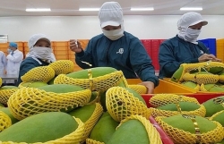 Fruit, vegetables exports to hit 4 billion USD