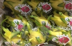 Vietnamese dragon fruits gain favour in Australia